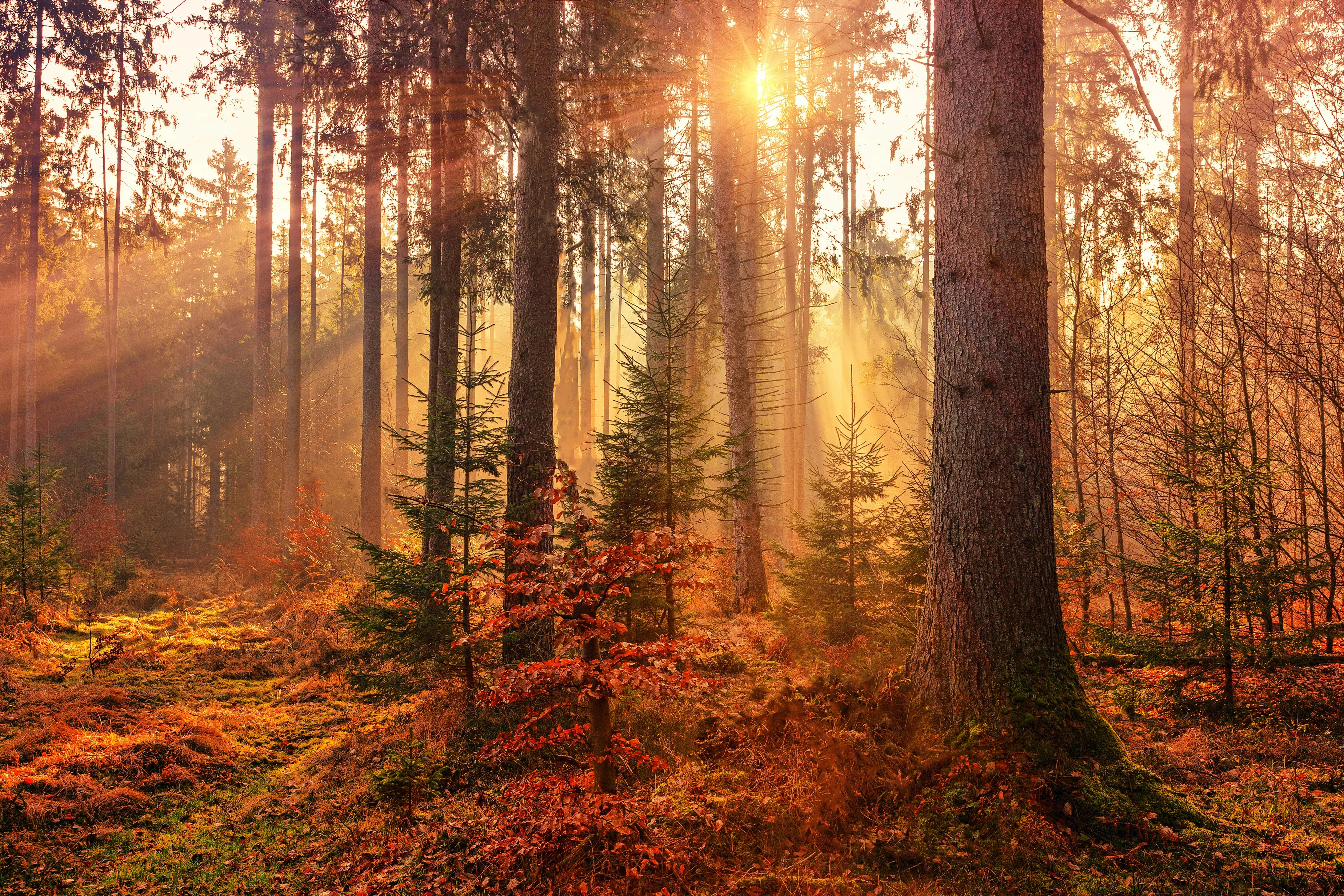Photo by Johannes Plenio on Unsplash